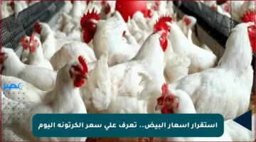 استقرار أسعار البيض.. تعرف على سعر الكرتونة اليوم